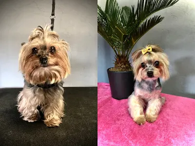 SALON PSIEJ URODY DUMA